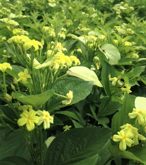 mussaenda plant​