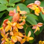 mussaenda