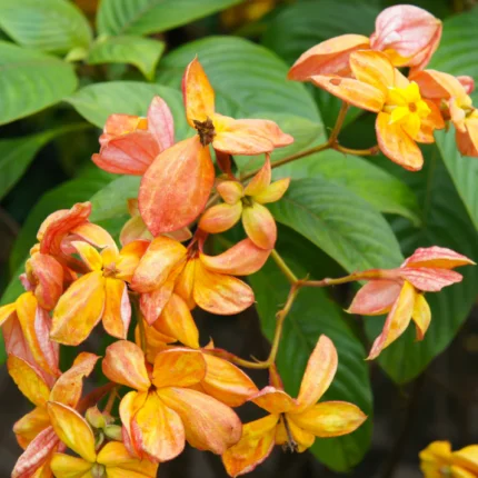 mussaenda