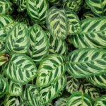 Calathea makoyana