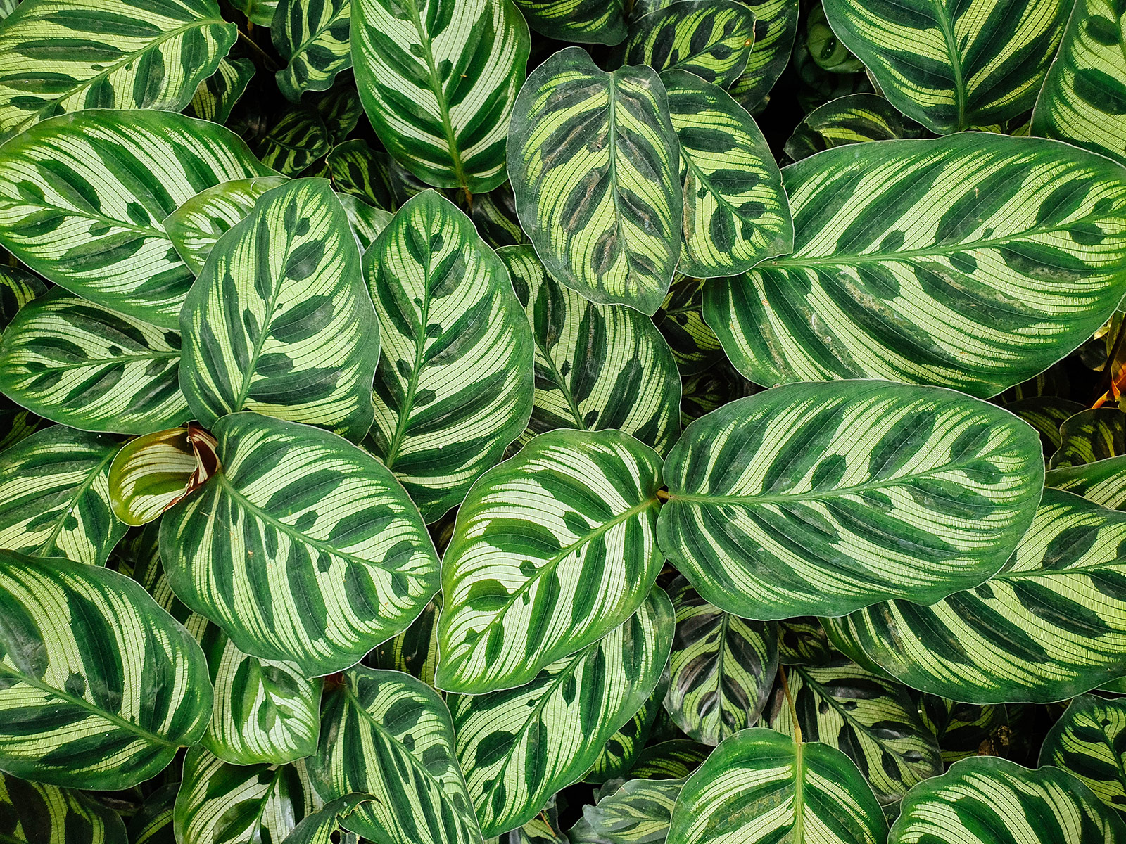 Calathea makoyana Calathea makoyana