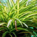 spider plant