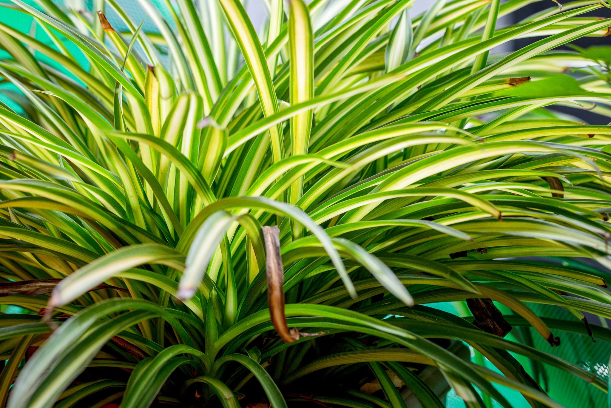 spider plant spider plant