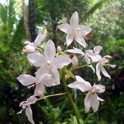 ground orchid plant