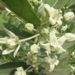 Calotropis gigantea