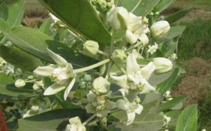 Calotropis gigantea