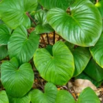 homalomena rubescens​