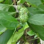 Morinda tinctoria