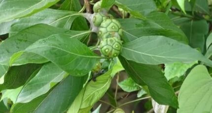 Morinda tinctoria