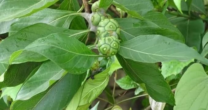 Morinda tinctoria