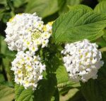 Very Beautiful Lantana camara Plant - Image 2