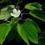 bauhinia acuminata