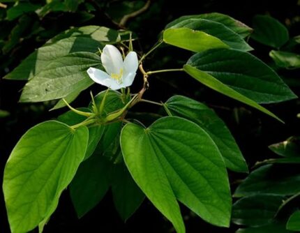 bauhinia acuminata
