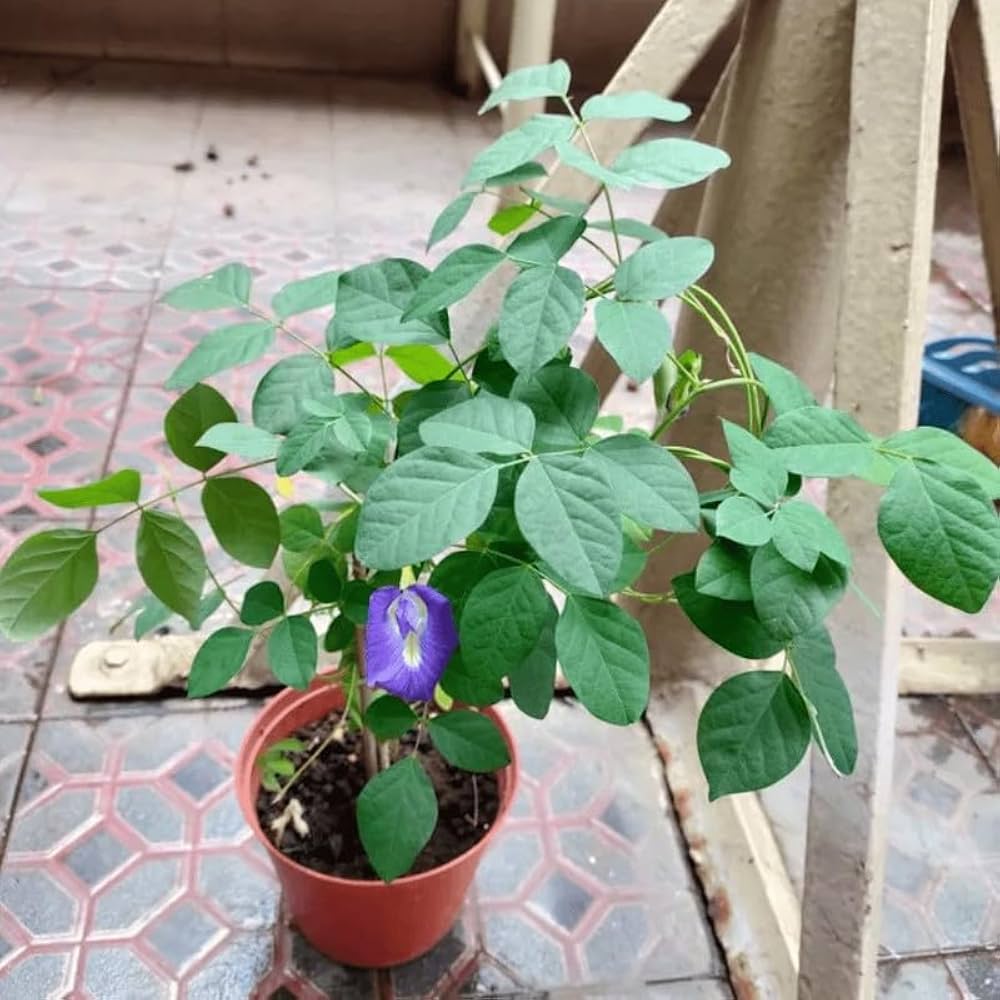 clitoria ternatea clitoria ternatea