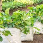 planter bag​