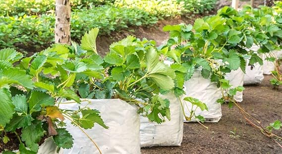 planter bag​