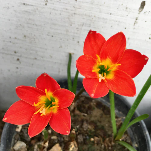zephyranthes lily