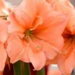 amaryllis belladonna