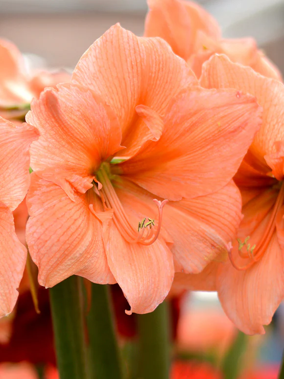 amaryllis belladonna