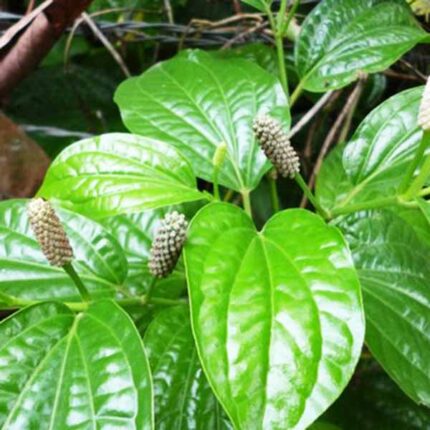 long pepper