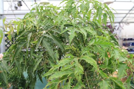 Polyscias fruticosa