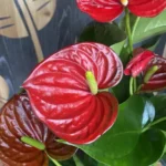 red anthurium plant​