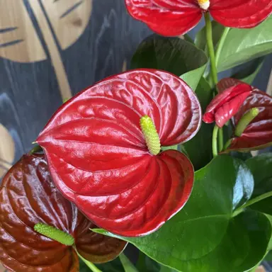 red anthurium plant​