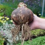 Luxurious Amaryllis belladonna jumbo bulb - Image 2