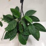 monstera peru​