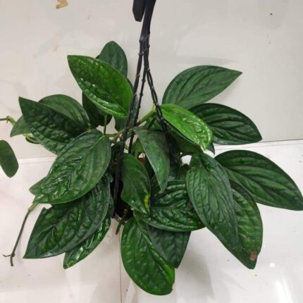 monstera peru​
