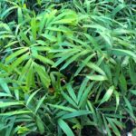 foxtail palm plant