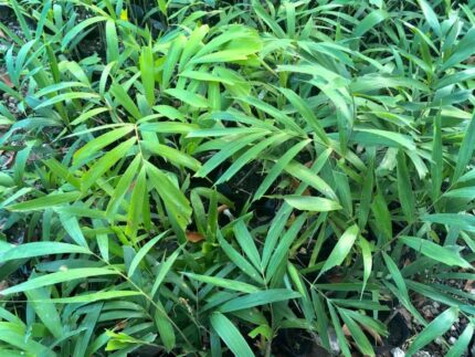 foxtail palm plant