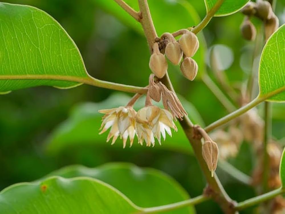 mimusops elengi tree​