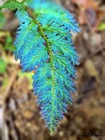 Selaginella willdenowii