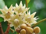 mimusops elengi tree​