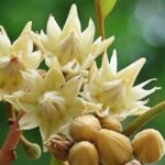 mimusops elengi tree​