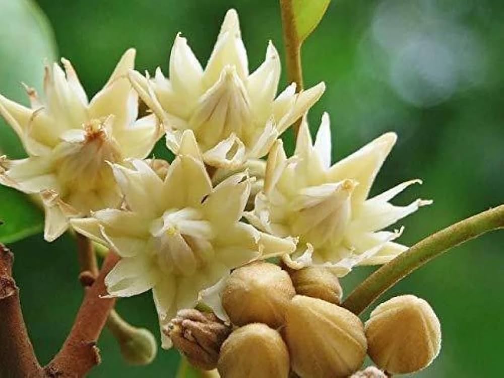 mimusops elengi tree​