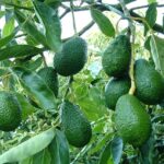 avocado plant​