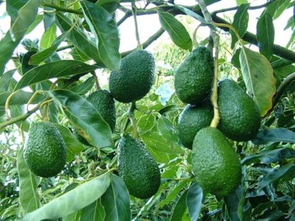 avocado plant​