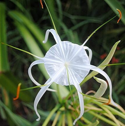beach spider lily​
