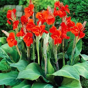 red canna lily red canna lily