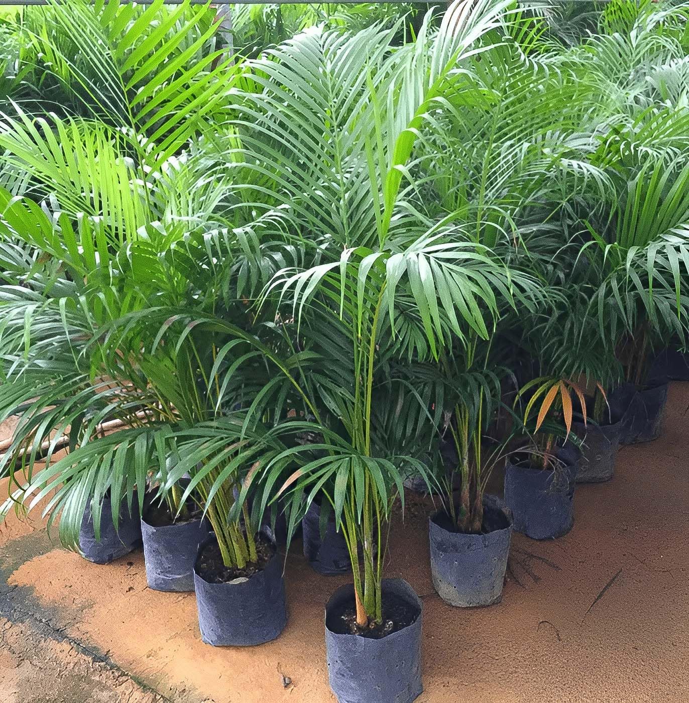 dypsis lutescens dypsis lutescens