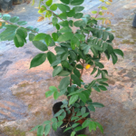 carambola