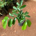 Ceylon Ebony