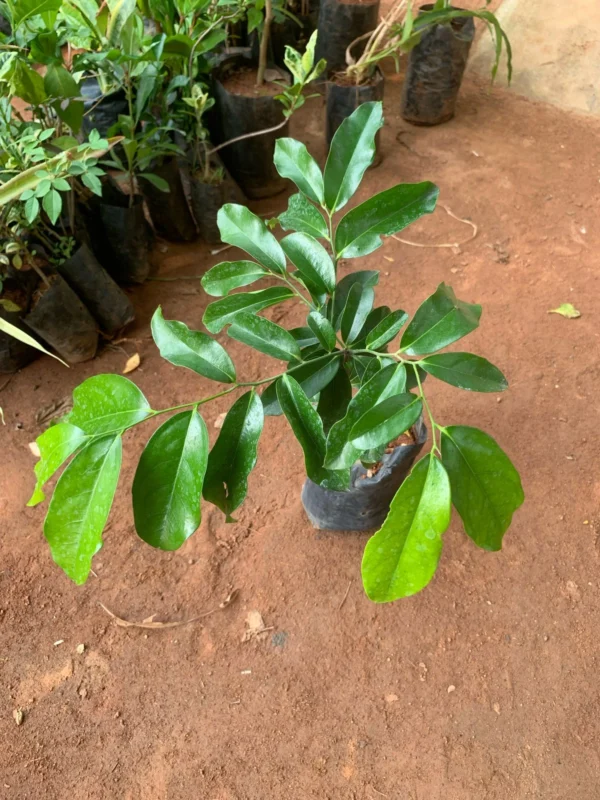 Ceylon Ebony