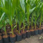 coconut tree plant​