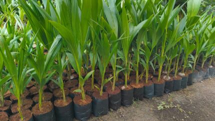 coconut tree plant​