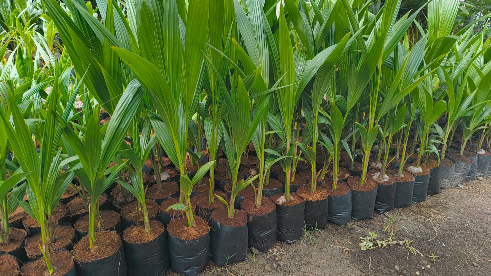 coconut tree plant coconut tree plant