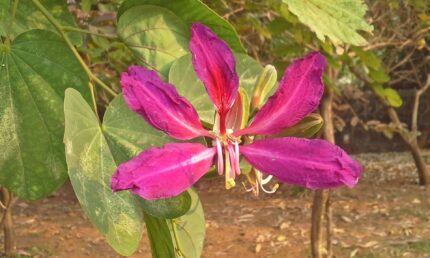 bauhinia purpurea​