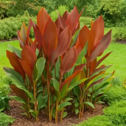 calathea red​